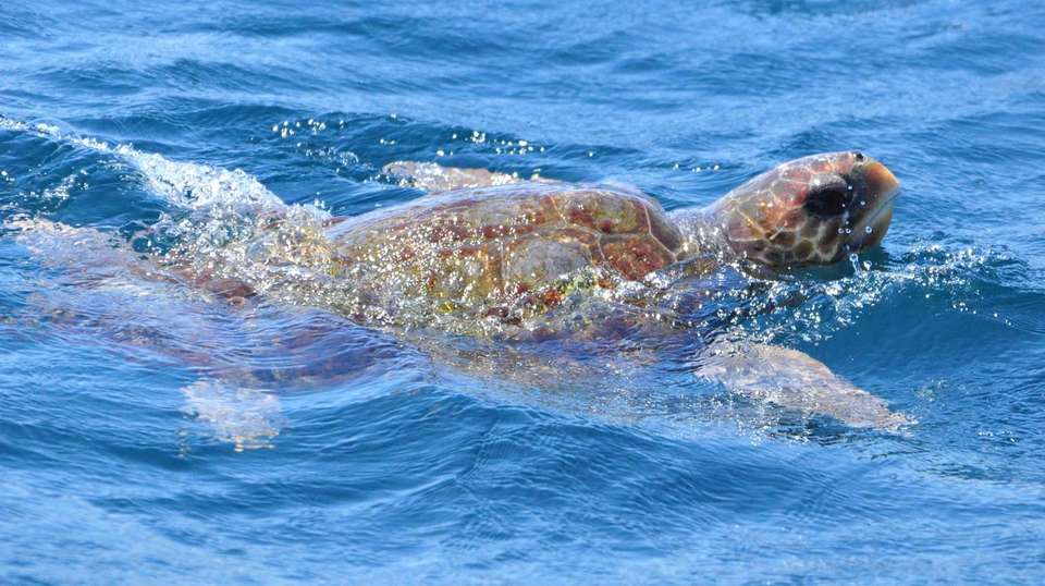 Dolphin watching in Gibraltar - Dolphin Adventure - Spain - Image 6