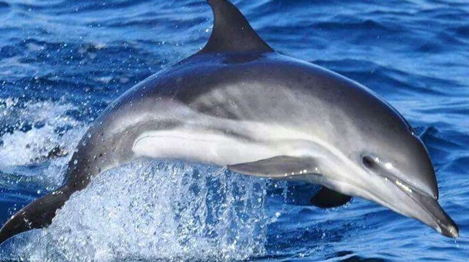 Dolphin watching in Gibraltar - Dolphin Adventure - Spain - Image 8