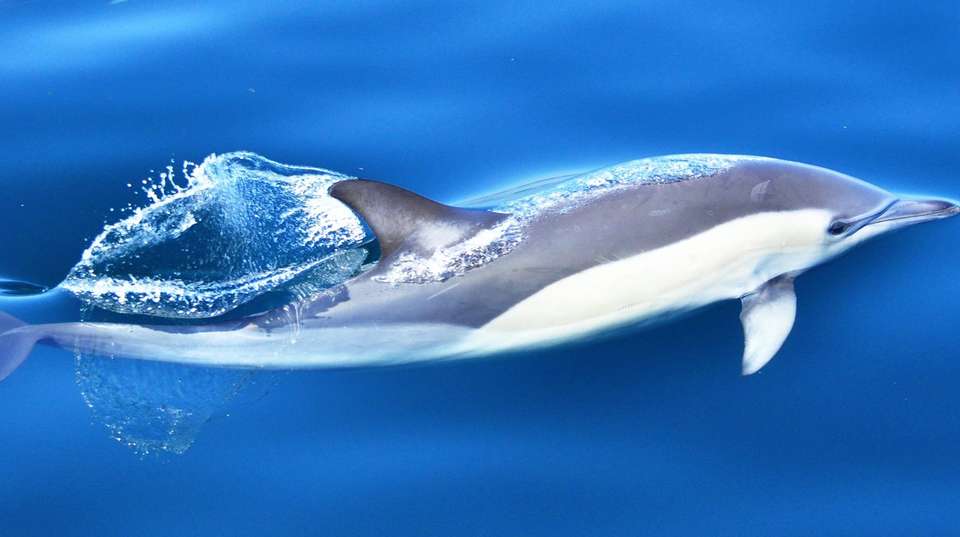 Dolphin watching in Gibraltar - Dolphin Adventure - Spain - Image 9