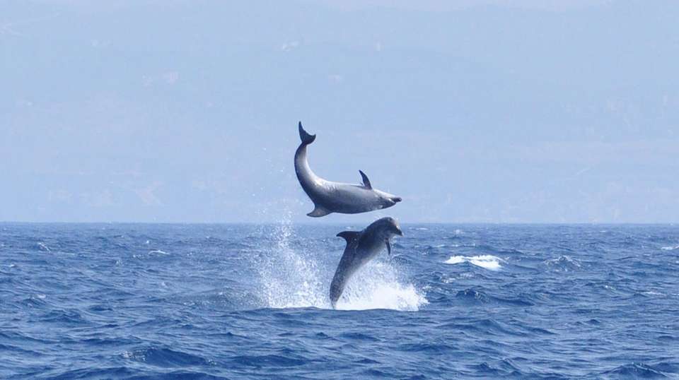Dolphin watching in Gibraltar - Dolphin Adventure - Spain - Image 10