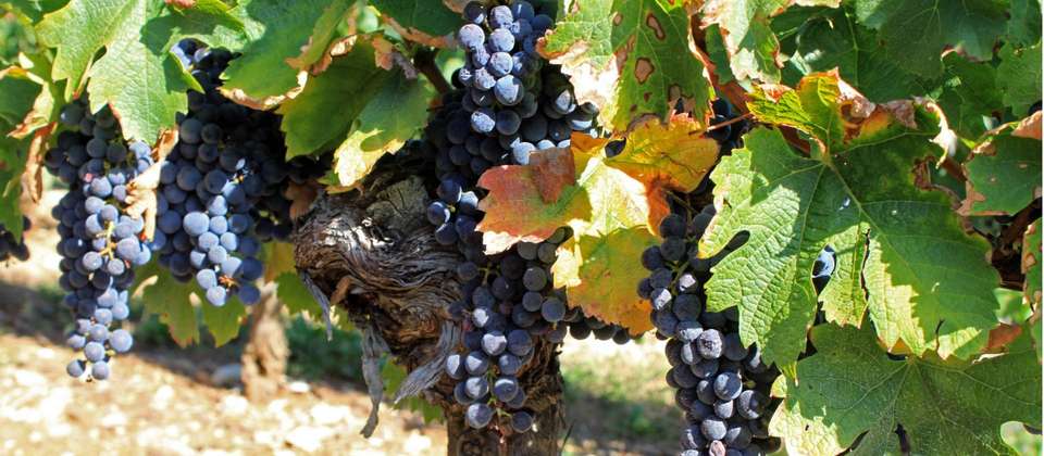 Dordogne's Hidden Treasures on Foot - 8 Days - Walkers' Britain - France