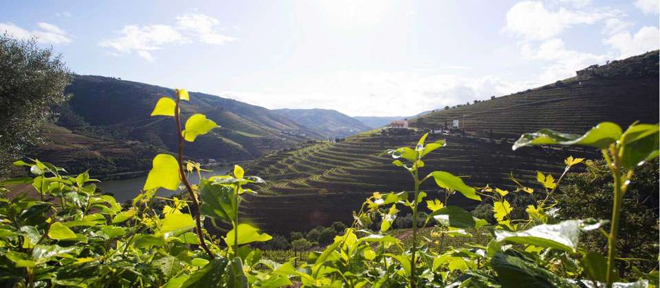 Douro Rambler - Walkers' Britain - Portugal - Image 4