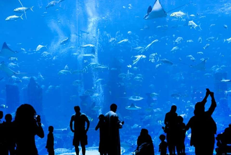 Dubai Family Escapade - 8 days - On The Go Tours - UAE - Image 3
