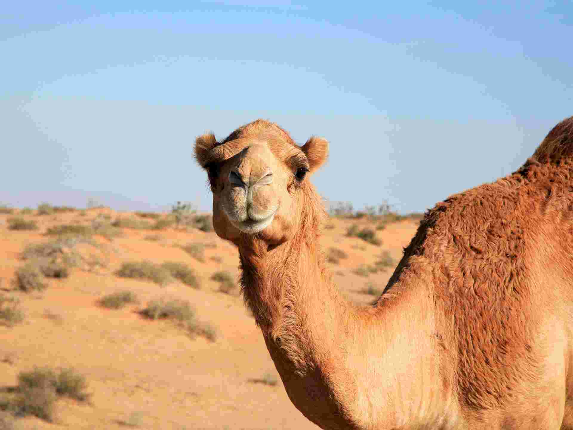 Dubai Family Express (5 Star) - 3 days
