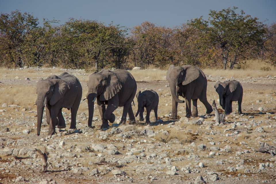 Dunes, Deltas & Falls Discoverer - G Adventures - Zimbabwe - Image 22