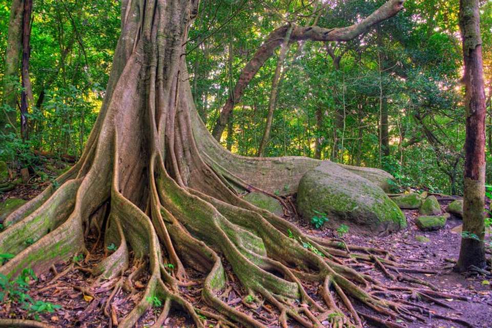 Earth Wonders From Guanacaste - Destination Services - Costa Rica - Image 3
