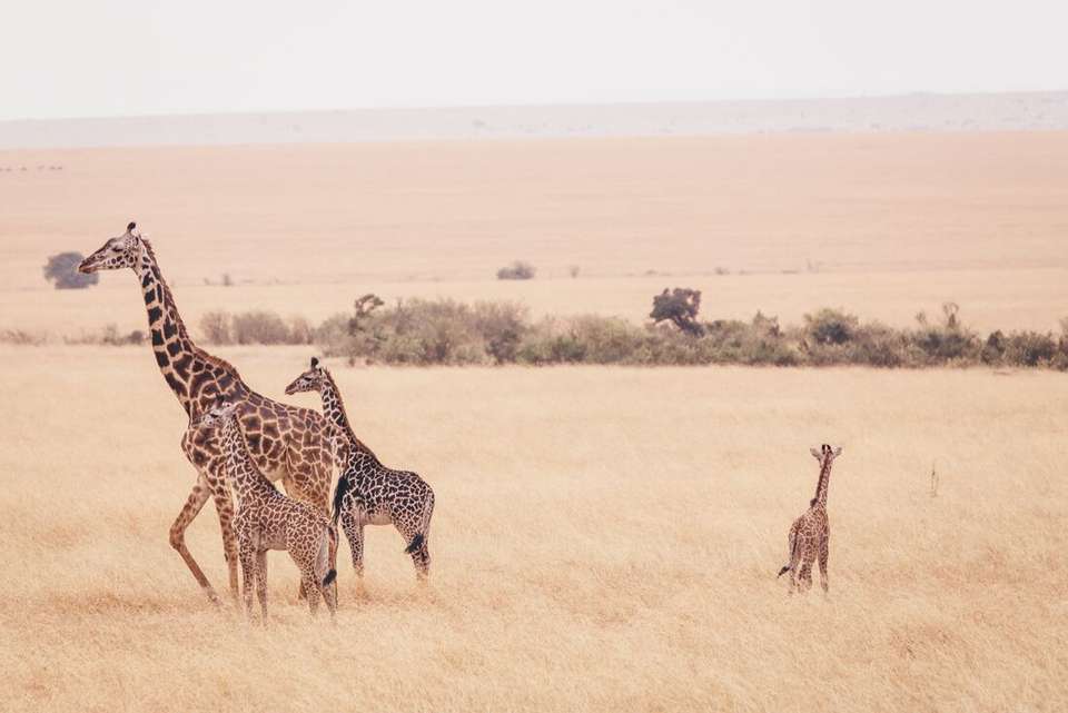 East Africa Family Safari Comfort - Intrepid Travel - Kenya