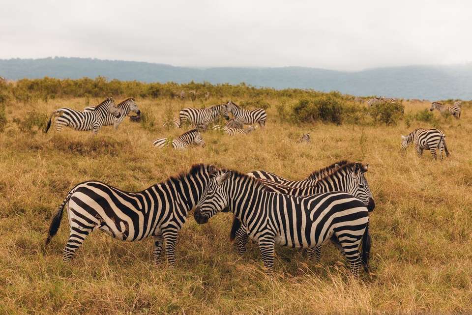 East Africa Highlights - Intrepid Travel - Kenya - Image 10
