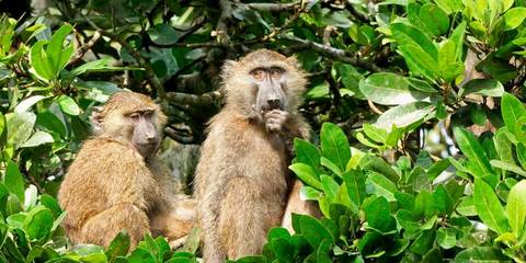 Nairobi Wildlife Tour: East Africa In-depth