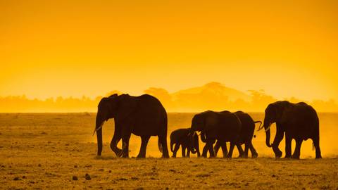 East Africa: Maasai Mara, Serengeti Safaris, & Island Paradise