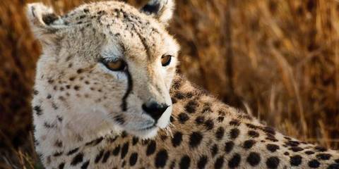 East Africa: Safari Drives, Mountain Hikes & Chimp Trekking - Winter Tours
