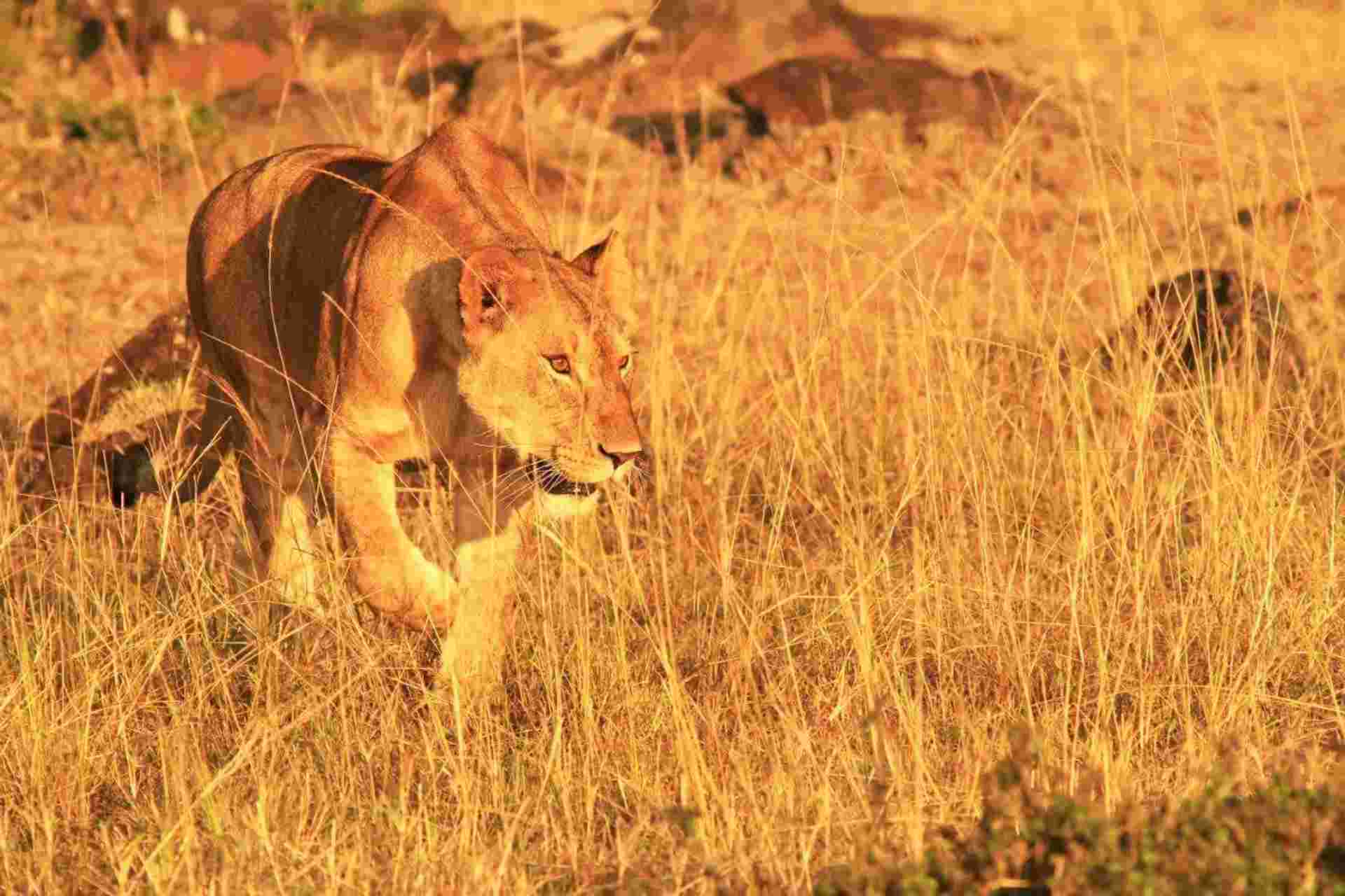 East African Explorer, Keekorok And Serena Lodges (multi Country)