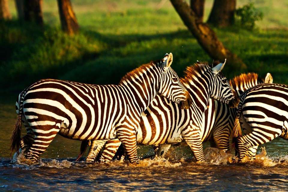 East African Explorer, Zebra Plains And Serena Lodges - Private Tour (multi Country) - Destination Services - Kenya - Image 9