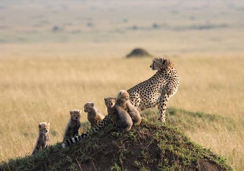 East African Explorer With Serena Lodges