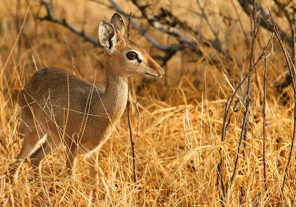 East African Explorer with Serena Lodges - Indus Travels - Kenya - Image 2