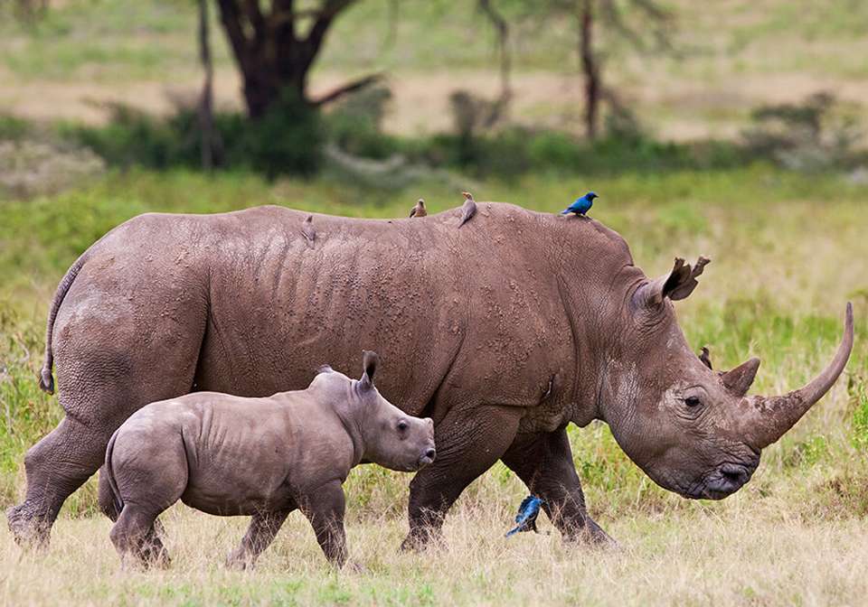 East African Explorer with Serena Lodges - Indus Travels - Kenya - Image 3