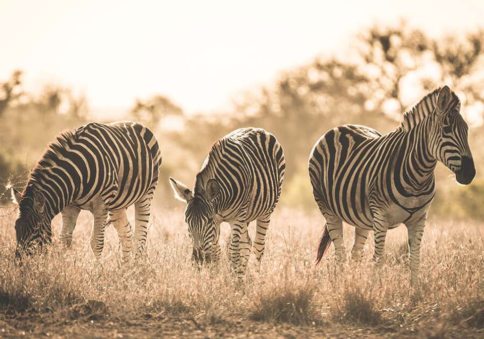 East African Explorer with Serena Lodges - Indus Travels - Kenya - Image 4