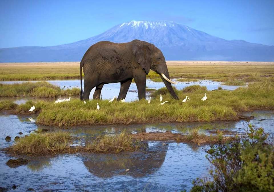 East African Explorer with Serena Lodges - Indus Travels - Kenya - Image 5