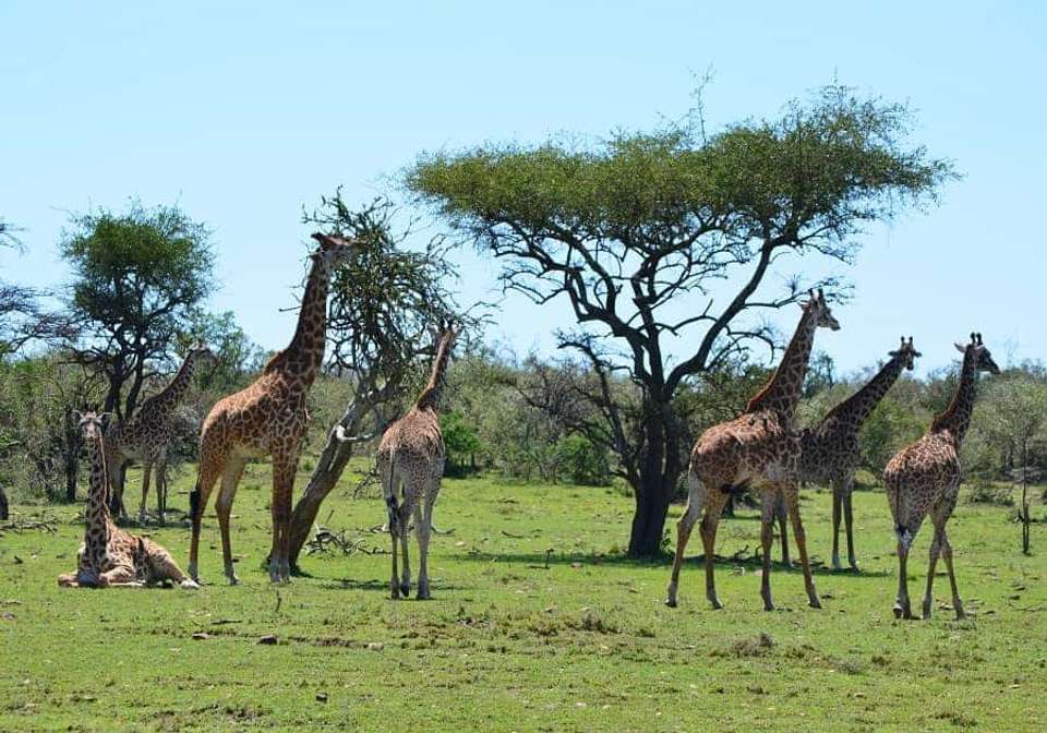 East African Explorer with Serena Lodges - Indus Travels - Kenya - Image 6