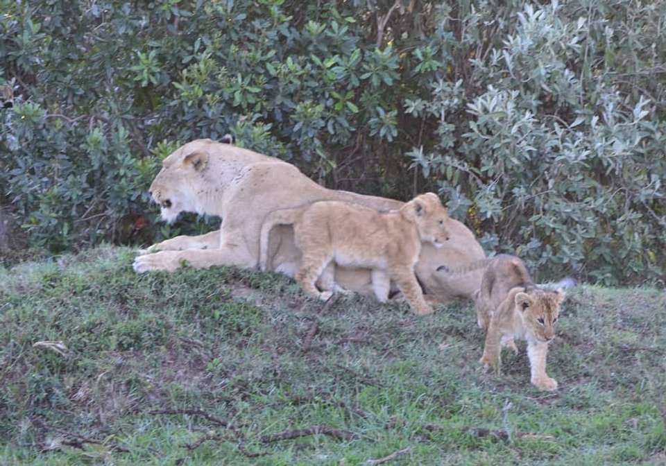 East African Explorer with Serena Lodges - Indus Travels - Kenya - Image 7