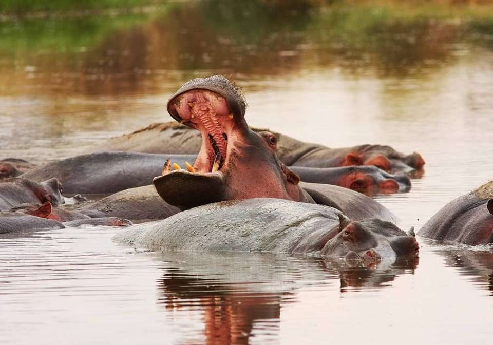 East African Explorer with Serena Lodges - Indus Travels - Kenya - Image 8