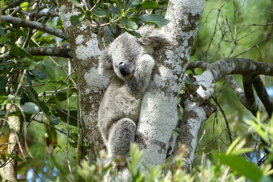 East Coast Australia Adventure - Intrepid Travel - Australia - Image 2