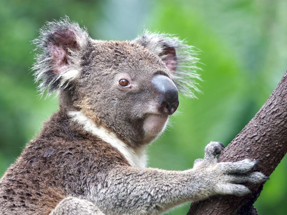 East Coast Encompassed - 16 days - On The Go Tours - Australia - Image 2