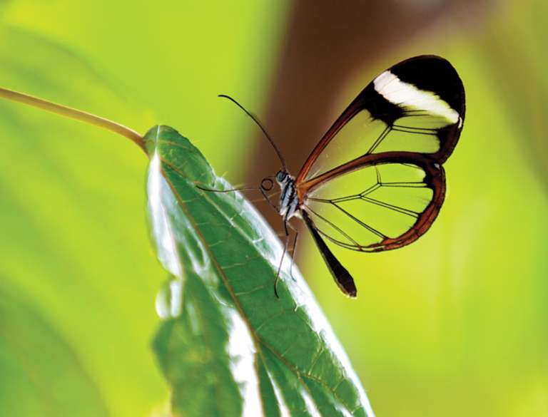 Ecuador Independent Short Break: Amazon Jungle Adventure