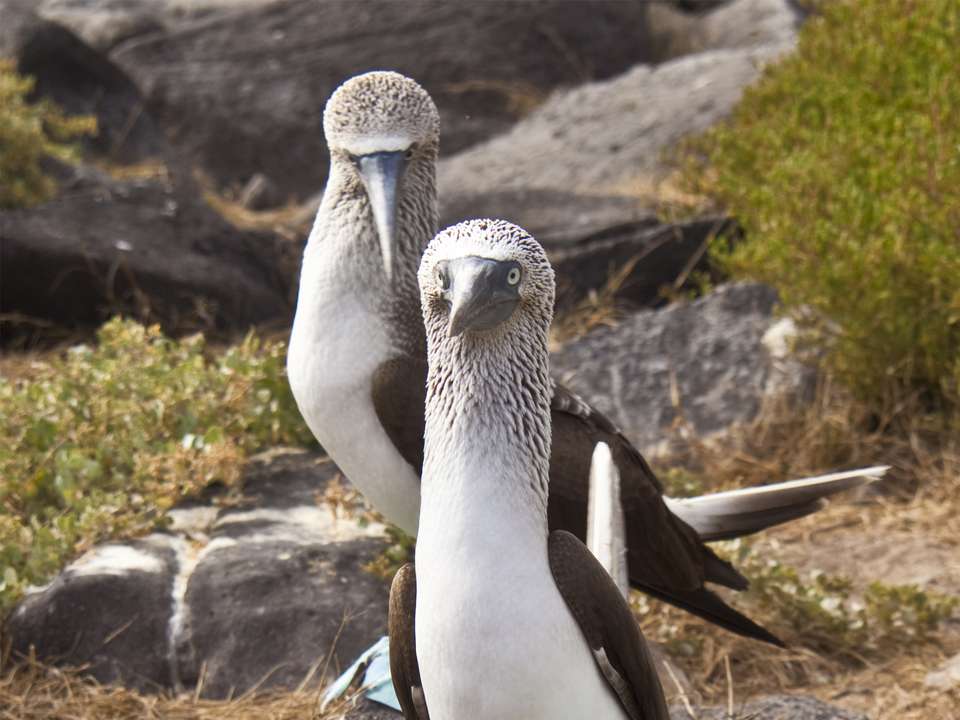 Ecuador & Galapagos Islands Explorer (Private) - 13 days - On The Go Tours - Ecuador - Image 6