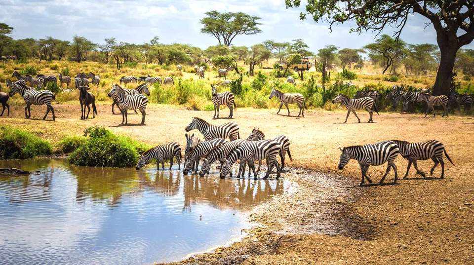 Eight-Day Wildlife Safari & Game Drive in Tanzania - Kilisa Tours & Safaris - Tanzania - Image 2