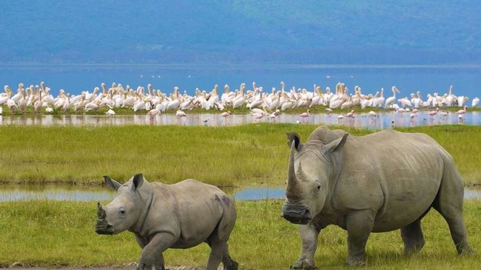 Eight-Day Wildlife Safari & Game Drive in Tanzania - Kilisa Tours & Safaris - Tanzania - Image 3