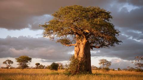 Eight-day Wildlife Safari & Game Drive In Tanzania - April 2027
