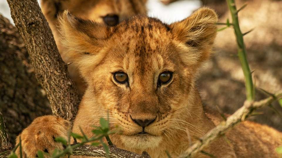 Eight Days Classic Best of Tanzania Safari - Salty Travel - Tanzania - Image 2