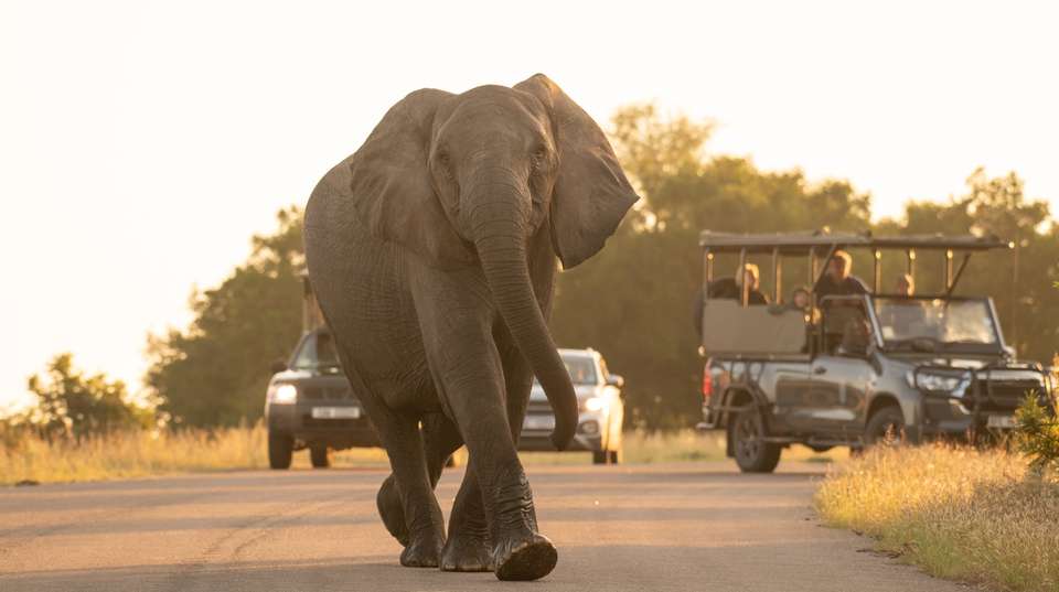Eight Days Classic Best of Tanzania Safari - Salty Travel - Tanzania - Image 4