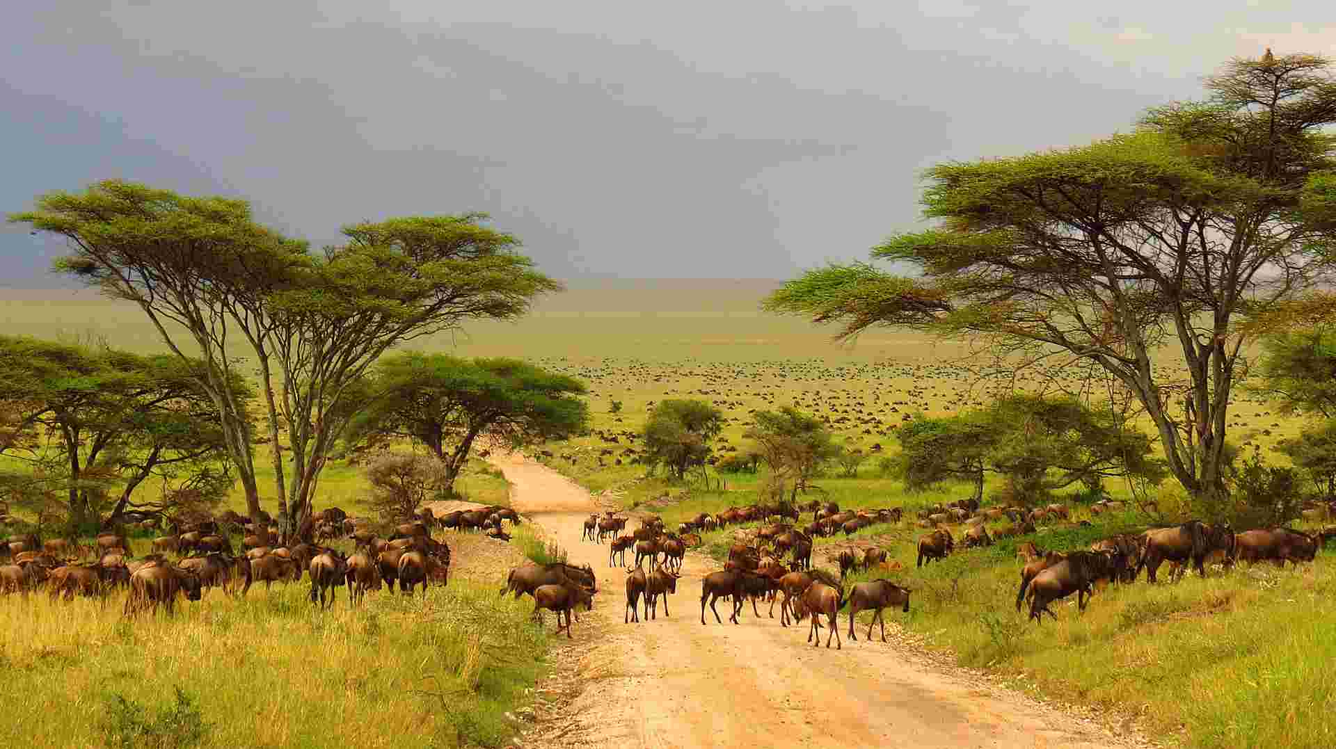 Eight Days Classic Best of Tanzania Safari
