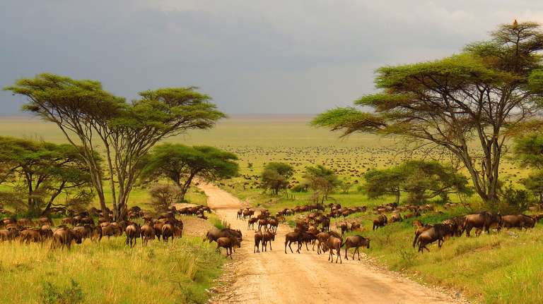 Eight Days Classic Best of Tanzania Safari trip - alternative tour available