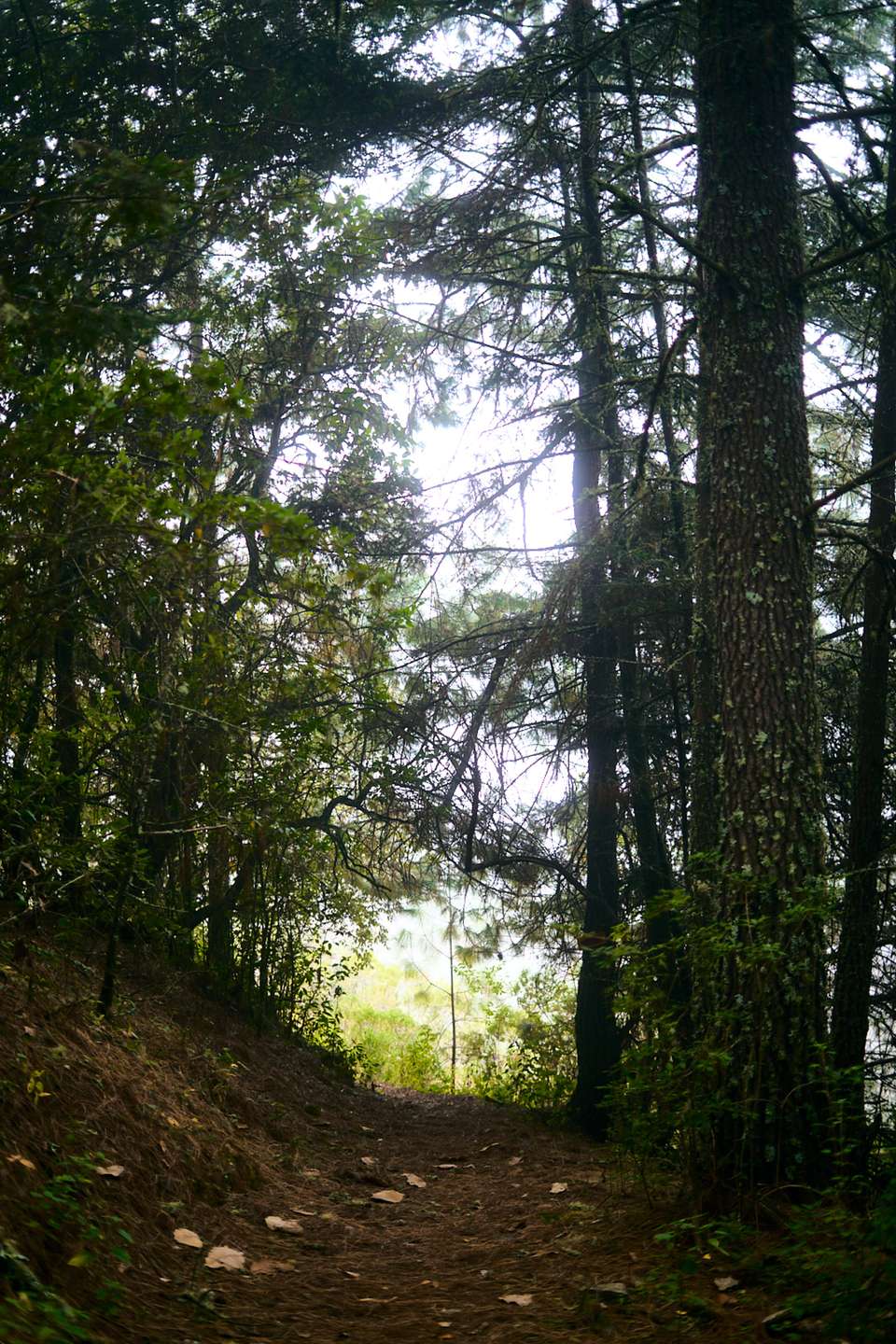 Embark on the Enchanting Zapotec Trails 4D/3N - Bamba - Mexico - Image 5