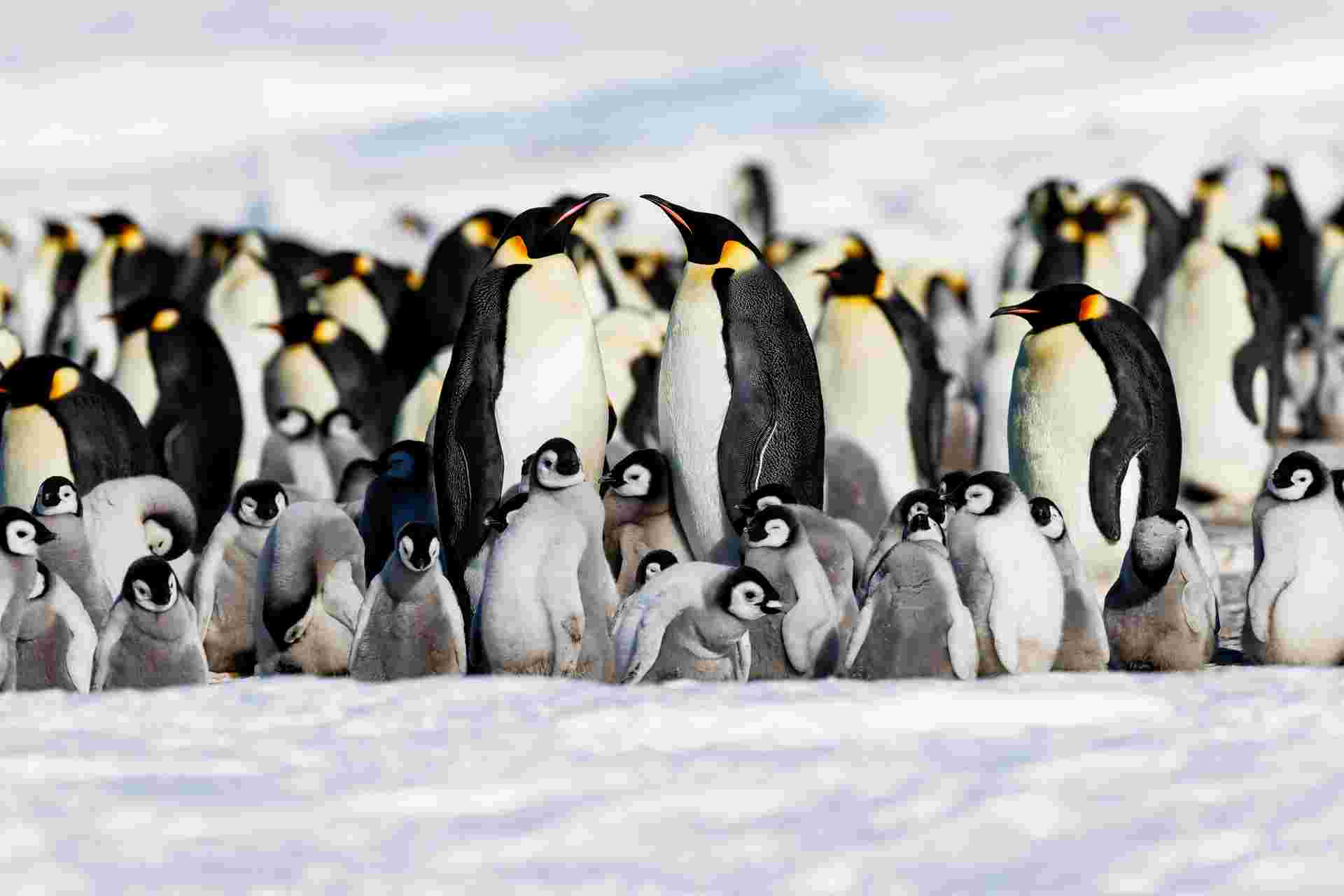 Emperor Penguin Quest: Expedition to Snow Hill