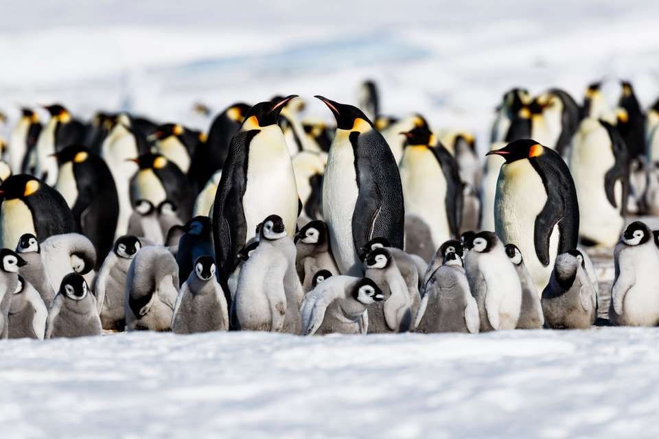 Emperor Penguin Quest: Expedition to Snow Hill - Quark Expeditions - Argentina - Image 1