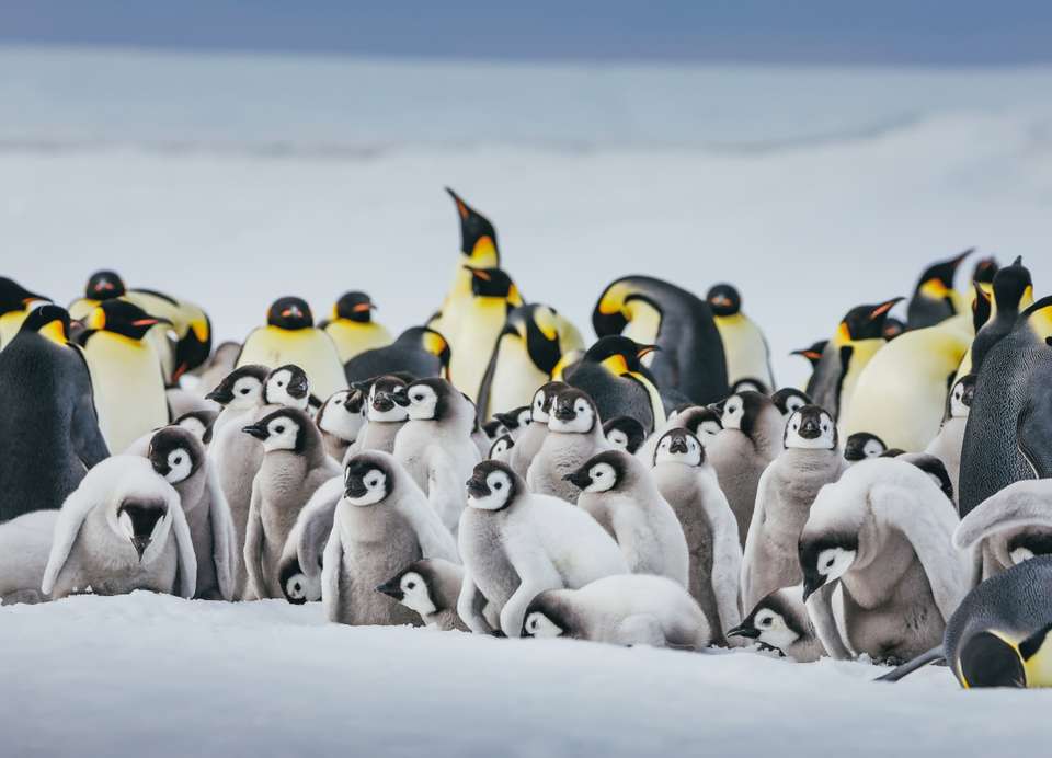 Emperor Penguin Quest: Expedition to Snow Hill - Quark Expeditions - Argentina - Image 2