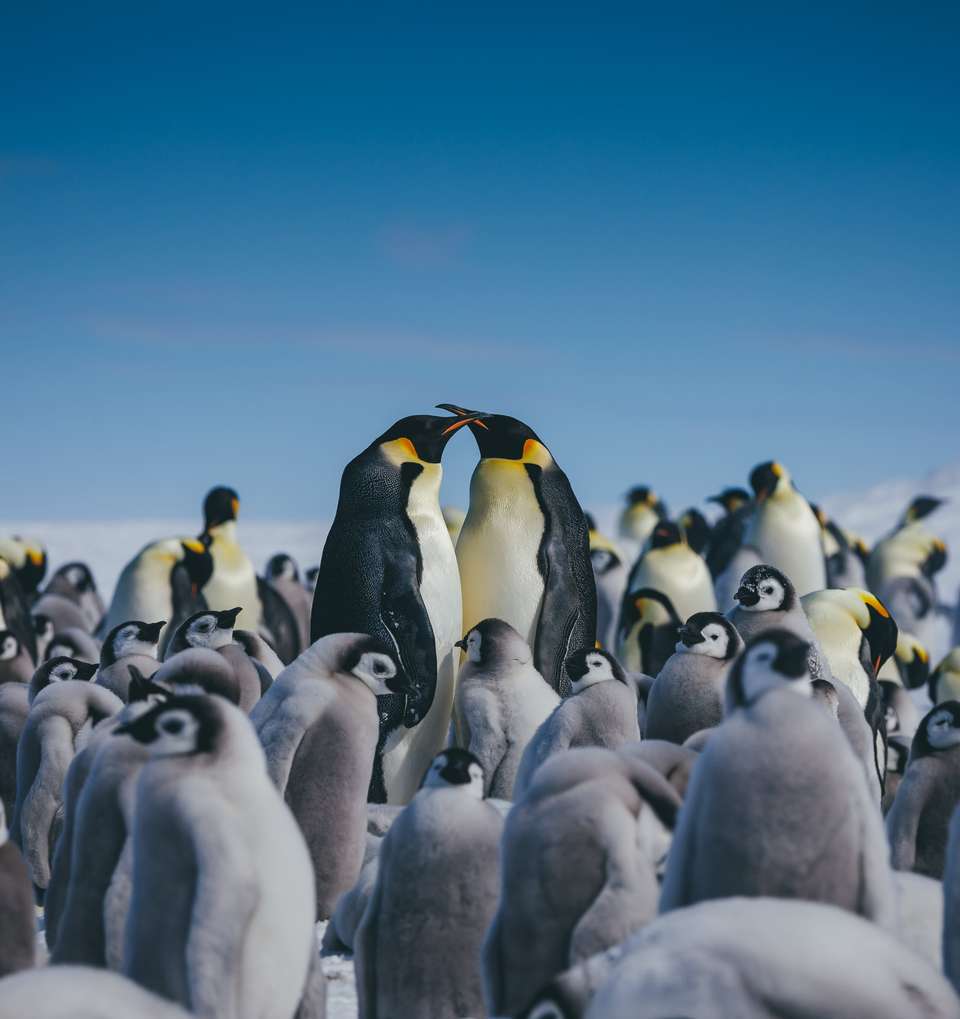 Emperor Penguin Quest: Expedition to Snow Hill - Quark Expeditions - Argentina - Image 3
