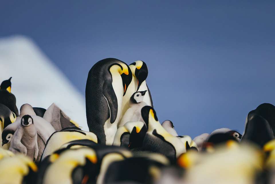 Emperor Penguin Quest: Expedition to Snow Hill - Quark Expeditions - Argentina - Image 4