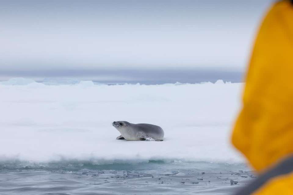 Emperor Penguin Quest: Expedition to Snow Hill - Quark Expeditions - Argentina - Image 5