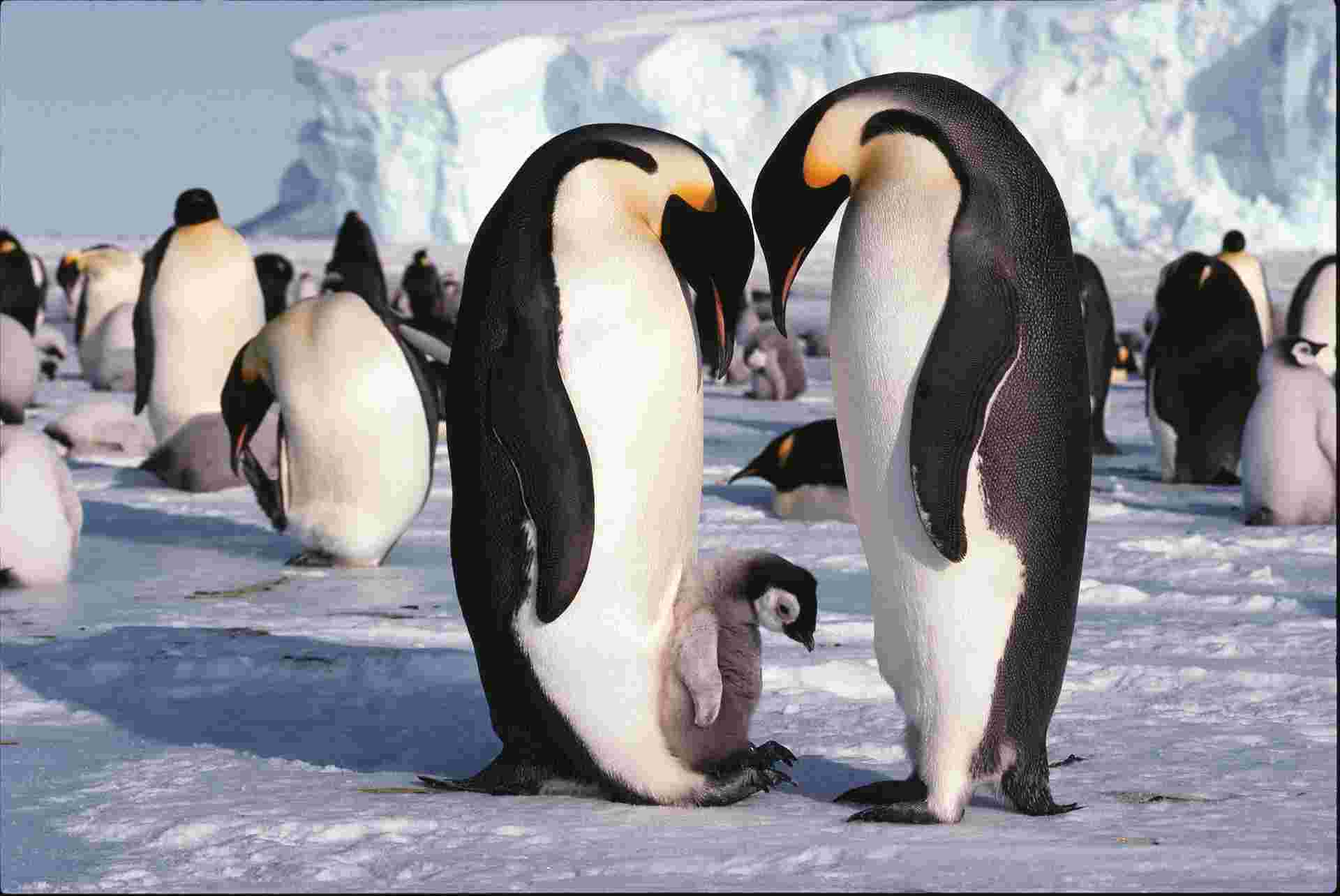 Emperor Penguin Quest: Expedition to Snow Hill