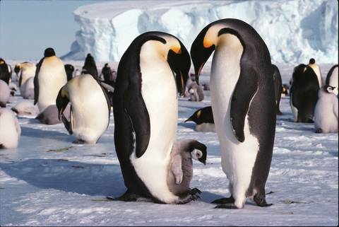 Emperor Penguin Quest: Expedition To Snow Hill