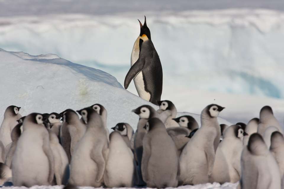 Emperor Penguin Quest: Expedition to Snow Hill - Exodus Adventure Travels - Argentina - Image 3