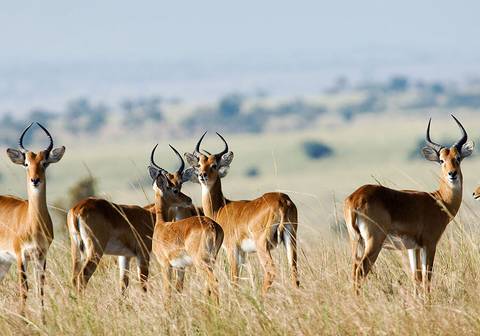 Enchanting Kenya Safari And Coastal Escape - December 2026