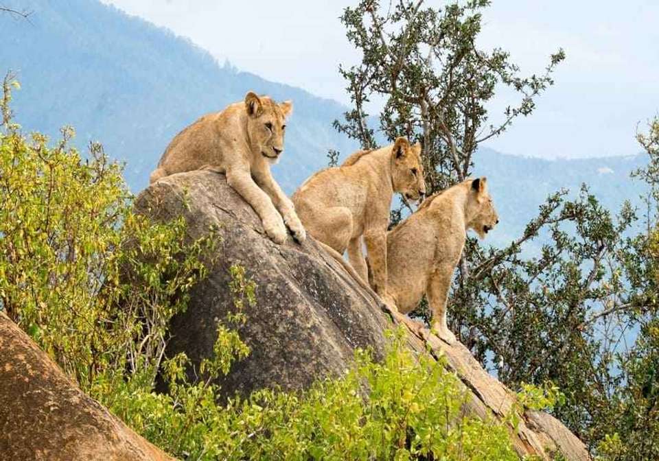 Enchanting Kenya Safari and Coastal Escape - Indus Travels - Kenya - Image 2