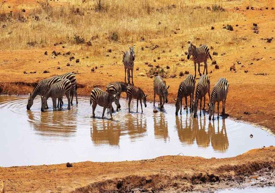 Enchanting Kenya Safari and Coastal Escape - Indus Travels - Kenya - Image 3
