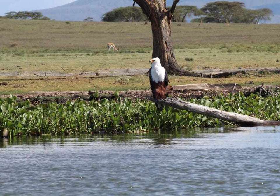 Enchanting Kenya Safari and Coastal Escape - Indus Travels - Kenya - Image 7